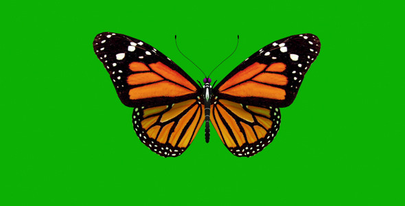 Butterfly on Green Background Butterfly on Green Background