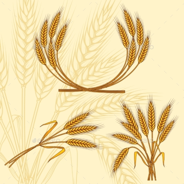 Background with Ripe Yellow Wheat Ears Background with Ripe Yellow Wheat Ears