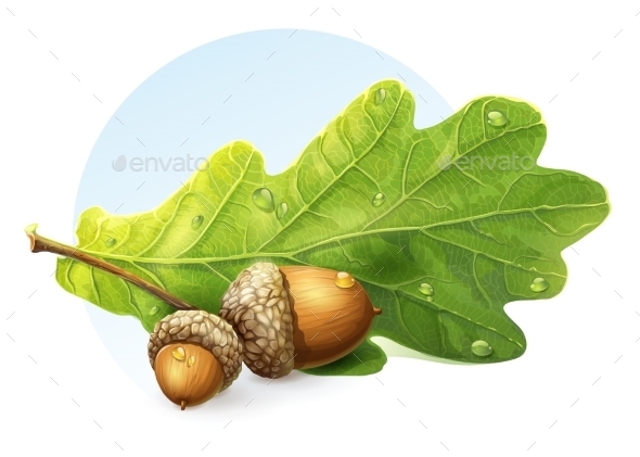 GraphicRiver Acorns 9738347 GraphicRiver Acorns 9738347