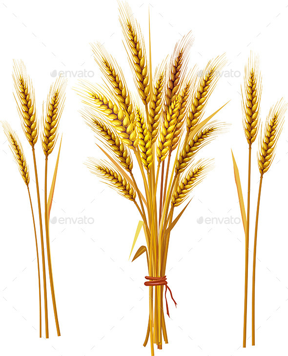 GraphicRiver Spike of Wheat 9738746 GraphicRiver Spike of Wheat 9738746