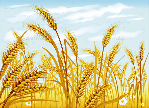 GraphicRiver Wheat in the Field 9738812 GraphicRiver Wheat in the Field 9738812