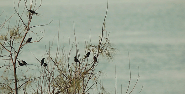 VideoHive Birds Preening by The Sea 9739396 VideoHive Birds Preening by The Sea 9739396