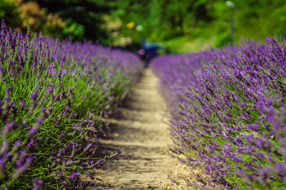 Provence - Lavender Field in the Gordes ,France (Misc) Photo Download