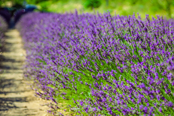 Provence - Lavender Field in the Gordes ,France