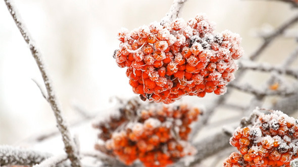 Rowan Berry Rowan Berry