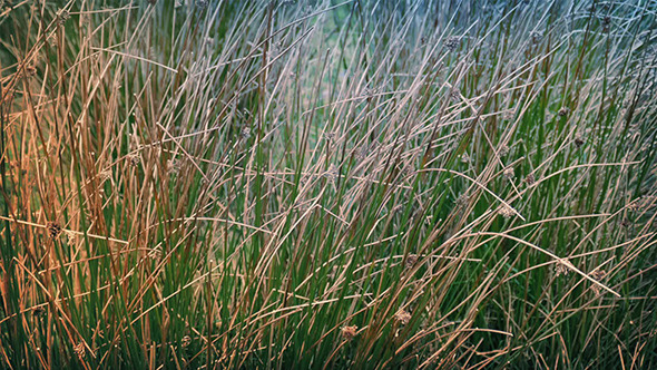 Long Grass In Breeze Long Grass In Breeze