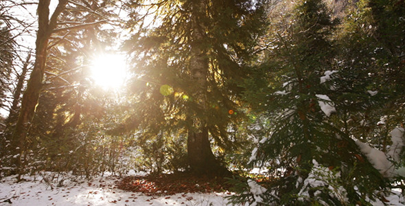 Winter Forest With Sun Winter Forest With Sun