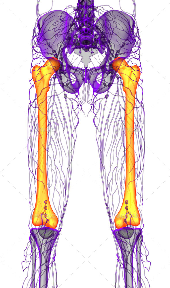 3d render medical illustration of the femur bone