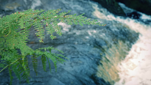 Fern Near River Fern Near River