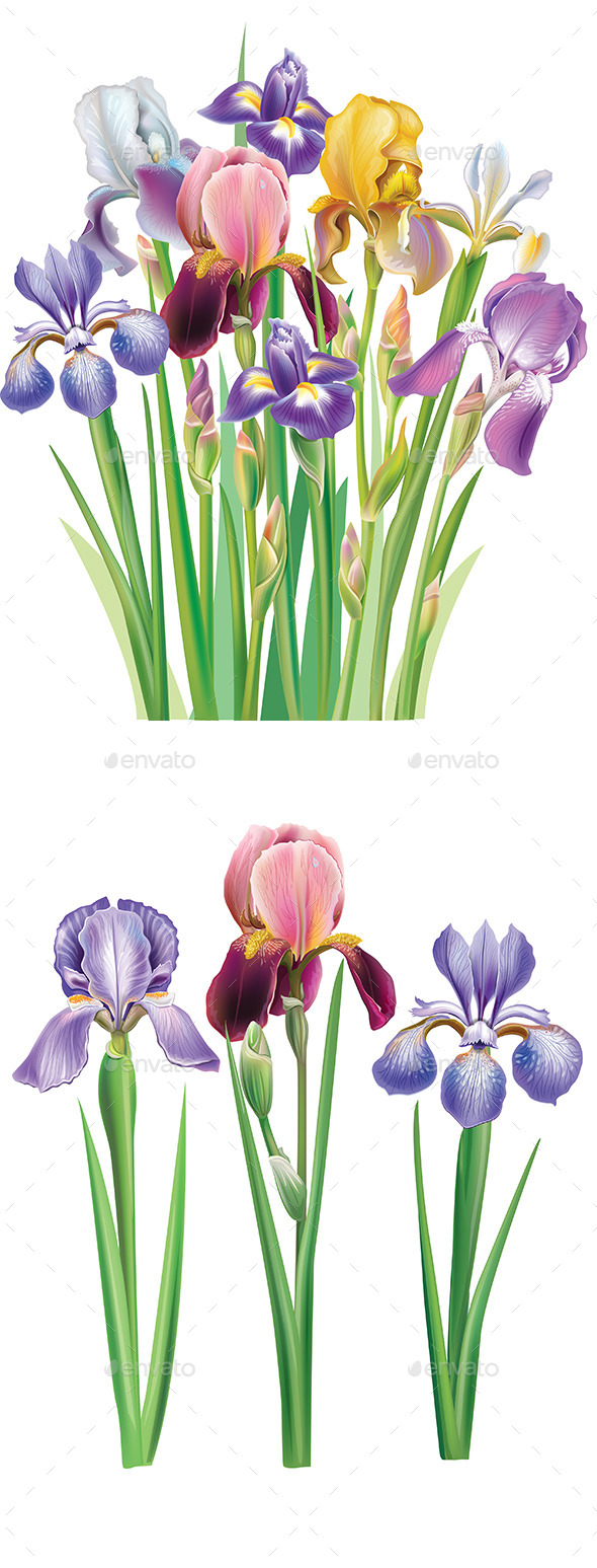 GraphicRiver Bouquet of Iris Flowers 9748832 GraphicRiver Bouquet of Iris Flowers 9748832