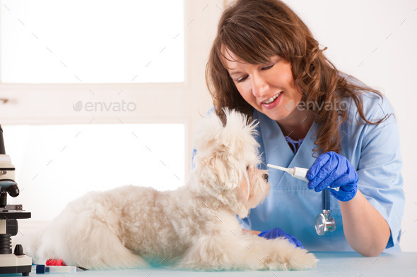 Woman vet with a little dog