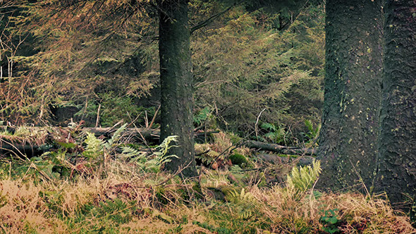 The Woods at Dusk The Woods at Dusk