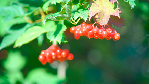 VideoHive Guelder Rose Viburnum Opulus Berries In Day 9752458 VideoHive Guelder Rose Viburnum Opulus Berries In Day 9752458