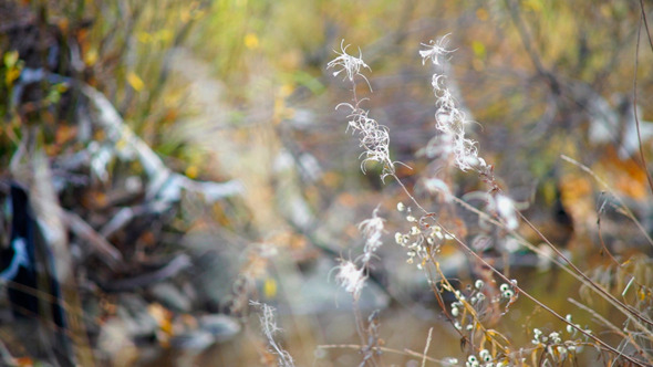 VideoHive White Willow-Herbs In Autumn Forest 9752472 VideoHive White Willow-Herbs In Autumn Forest 9752472
