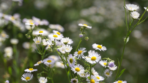 Daisies Field Daisies Field