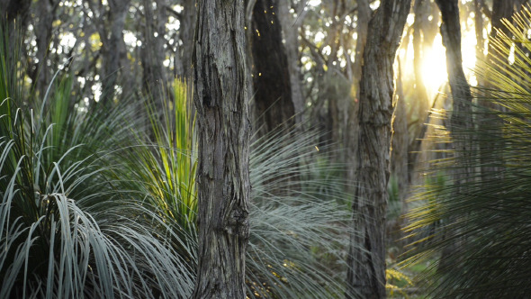Forest Sunset Forest Sunset