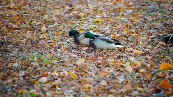 Ducks With Green Heads Walking In Autumn Forest Ducks With Green Heads Walking In Autumn Forest