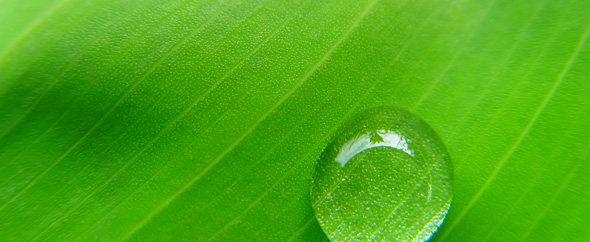 Nature___plants_drop_of_water_smoll