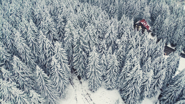 Above the Snow Above the Snow