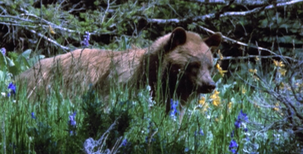 3 Shots of a Black Bear in Wild Flowers 3 Shots of a Black Bear in Wild Flowers