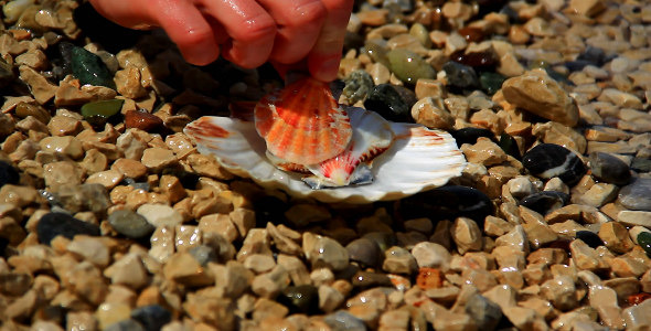 Collecting Shells Collecting Shells