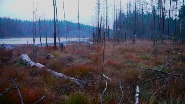 Autumn Forest And River In Rainy Day Autumn Forest And River In Rainy Day