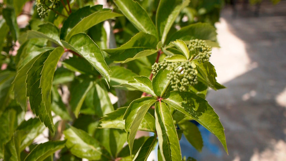 Green Leaves Of Young Grape Green Leaves Of Young Grape