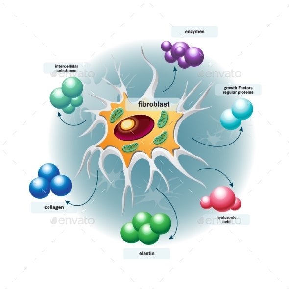 GraphicRiver Structure of Fibroblast Cells 9779491 GraphicRiver Structure of Fibroblast Cells 9779491