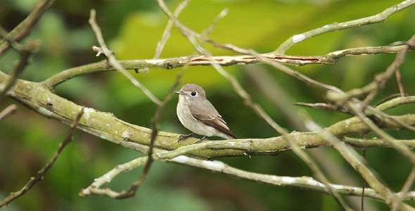 Asian Brown Flycatcher Muscicapa latirostris Asian Brown Flycatcher Muscicapa latirostris
