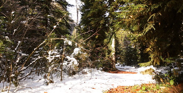 Winter Forest With Sun 2 Winter Forest With Sun 2