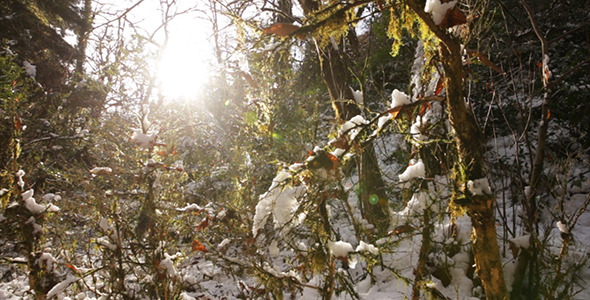 Winter Forest With Sun 3 Winter Forest With Sun 3