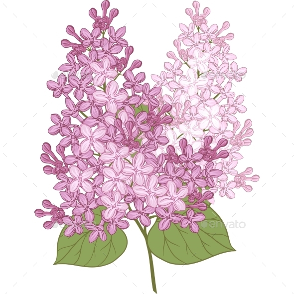 GraphicRiver Lilac Flowers 9788485 GraphicRiver Lilac Flowers 9788485