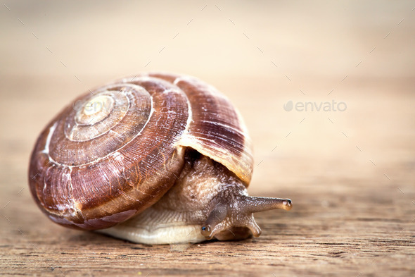 snail on the table (Misc) Photo Download