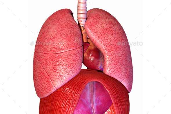 Lungs (Misc) Photo Download