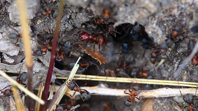 Ants nest Macro Ants nest Macro