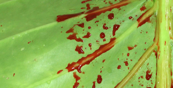 Blood Drops on Green Leaf 2 Blood Drops on Green Leaf 2