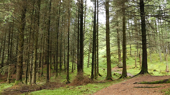 Forest Forest