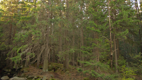 Waterfall and Trees Waterfall and Trees