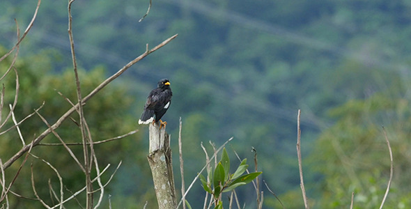 VideoHive Common Myna Preening 9804173 VideoHive Common Myna Preening 9804173