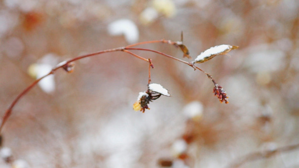 Dry Snowberry Branch Under Snow Dry Snowberry Branch Under Snow