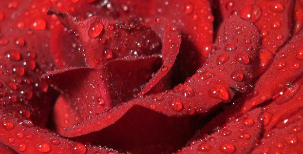 The Red Rose 1 The Red Rose 1