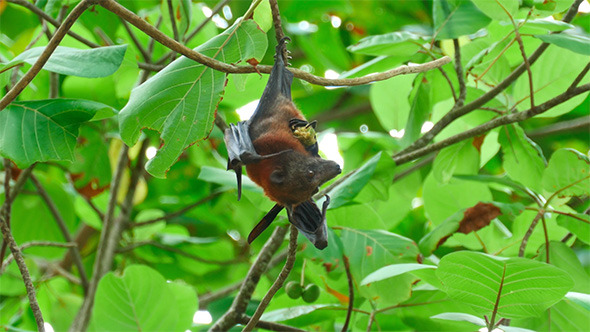 Flying Fox Flying Fox
