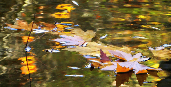 Leaves on Lake Leaves on Lake