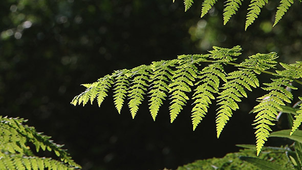 Fern In The Forest Fern In The Forest