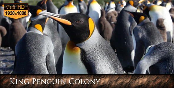 King Penguin Colony King Penguin Colony