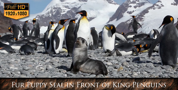 Fur Puppy Seal in Front of King Penguins Fur Puppy Seal in Front of King Penguins