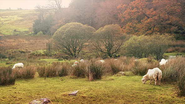 Sheep Grazing In Wild Meadow Sheep Grazing In Wild Meadow