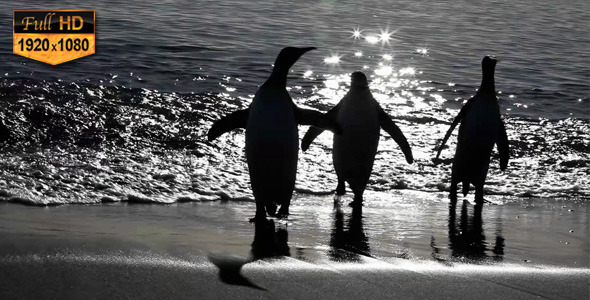 King Penguins Coming Out of Water King Penguins Coming Out of Water
