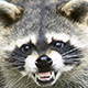 Raccoon_Nasty