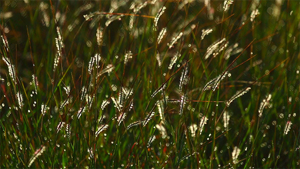 Grass Spikelets Grass Spikelets